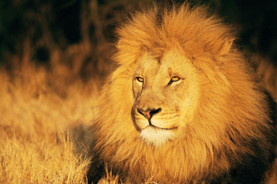 Qué significa soñar con leones - Las interpretación de los sueños más  completo